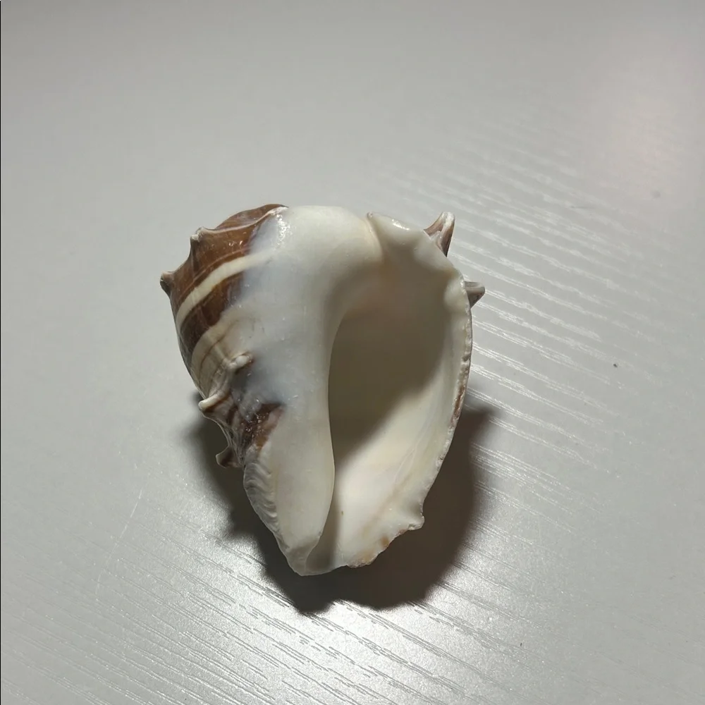 Natural Seashell Collection for Small Pets